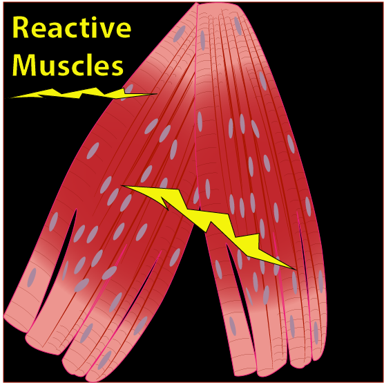 Reactive Muscles