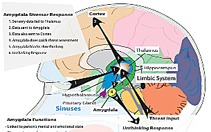 Brain and Functions