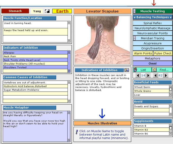 Levator Scapulae