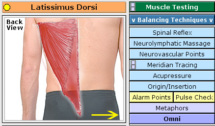 Muscle Summary