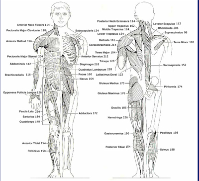 Muscles Chart